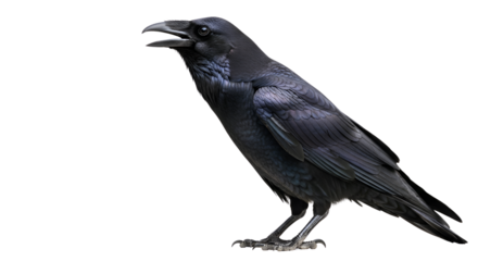 Raven calling out, side view isolated PNG with Transparent Background