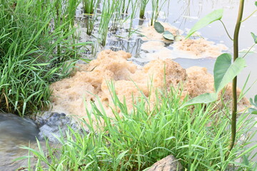 Murky foam mass floating on a small stream of water. Stream of water flowing among green grass. This foam is created by fast flow of water. polluted water.