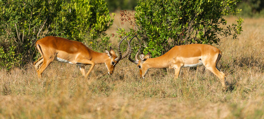 Two Male Impalas (Aepyceros melampus)  Fighting in the African savannah at Olpejeta Conservancy Kenya 