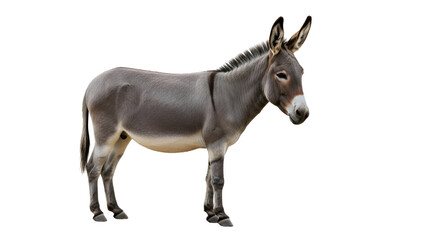 Gray donkey or ass standing profile isolated PNG with Transparent Background