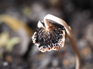 close up of mushroom seedling growing in soil with blurred background.