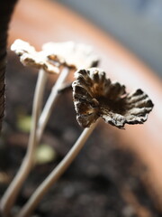 close up of mushroom seedling growing in soil with blurred background.