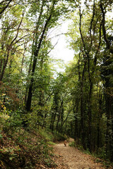 Fototapeta premium Australian Shepherd walking on a forest trail in Fruška Gora National Park, Serbia. Scenic woodland path surrounded by tall green trees and autumn leaves