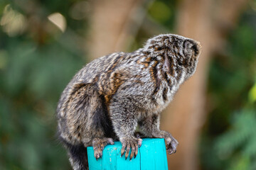 Little monkey's in the National Park Horto Florestal.