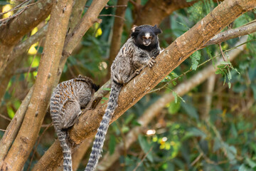 Little monkey's in the National Park Horto Florestal.