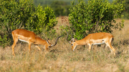 Two Male Impalas (Aepyceros melampus) Fighting in the African savannah at Olpejeta Conservancy Kenya 