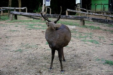 
An adult male sambar deer with small antlers, often called a stag or buck, is seen bending down to eat from the ground. 