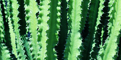 Cactus Needles Pattern. Natural Texture Background. Abstract Green Nature.