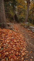 Serene Autumn Path Through the Woods A Picturesque Fall Trail