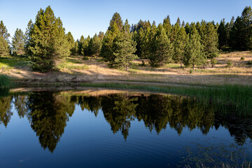 Beautiful little pond with a forest reflection