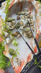 Snails on Ice Display