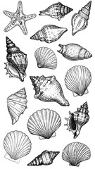 Black and white seashell collection (2)