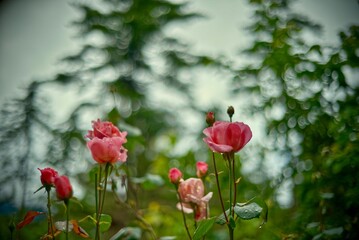 Pink roses in the field with soft background