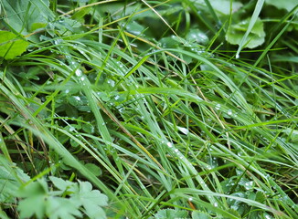 perles de ros&eacute;e sur herbe