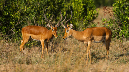Two Male Impalas (Aepyceros melampus)  Fighting in the African savannah at Olpejeta Conservancy Kenya 