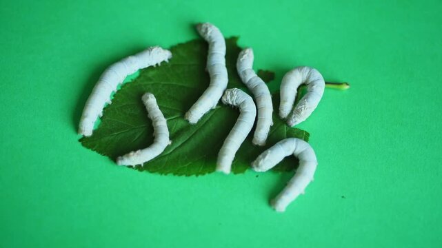 Group silkworms eating mulberry leaf