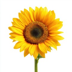 Obraz premium Stunning Sunflower in Full Bloom , isolated on white background png