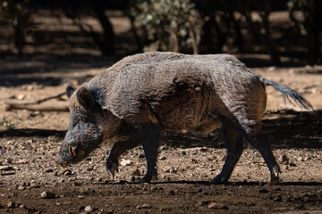 Huge Male wild boar pig