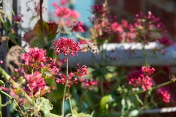 Hummingbird moth and vibrant pink flowers in sunlight