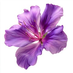 Obraz premium Stunning Purple Flower Close-Up , isolated on white background png