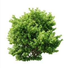 Obraz premium Vibrant Lush Green Bush , isolated on white background png