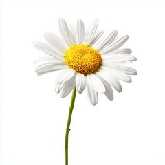 Fototapeta premium Delicate White Daisy Blossom , isolated on white background png