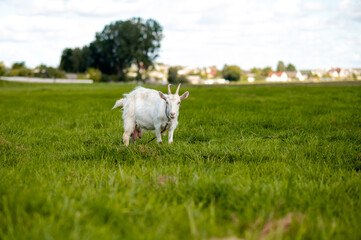 Obraz premium Mother goat grazing on a green meadow in summer countryside landscape with natural rural farming scene