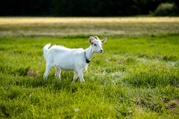 Young baby goat grazing on a fresh green meadow in summer countryside landscape with natural rural farming scene