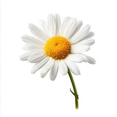 Naklejka premium Delicate White Daisy Flower Close-up , isolated on white background png