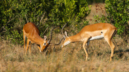 Two Male Impalas (Aepyceros melampus)  Fighting in the African savannah at Olpejeta Conservancy Kenya 