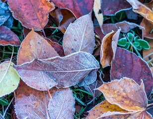 Frost-covered autumn leaves on the ground