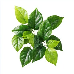 Obraz premium Stunning Green Leaves Arrangement , isolated on white background png