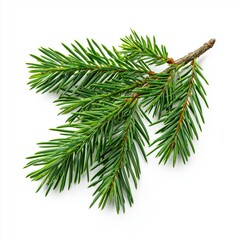 Naklejka premium Vibrant Green Fir Branch, Festive Holiday Decor , isolated on white background png