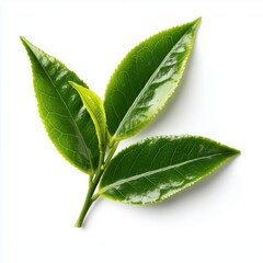 Obraz premium Fresh Green Tea Leaves - A Natural Delight , isolated on white background png