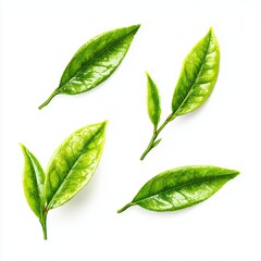 Obraz premium Fresh Green Tea Leaves - A Healthy and Refreshing Drink , isolated on white background png
