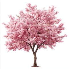 Obraz premium Stunning Pink Cherry Blossom Tree , isolated on white background png