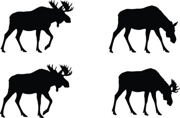 Vector set of four black moose silhouettes walking and grazing, isolated on white background, perfect for wildlife and nature design.