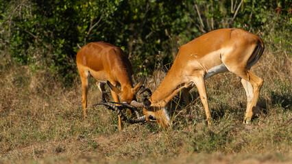 Two Male Impalas (Aepyceros melampus)  Fighting in the African savannah at Olpejeta Conservancy Kenya 