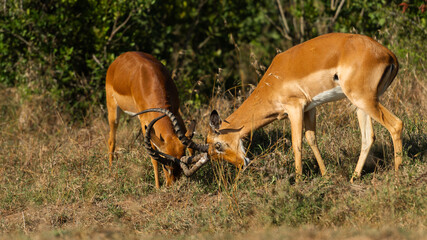 Two Male Impalas (Aepyceros melampus)  Fighting in the African savannah at Olpejeta Conservancy Kenya 