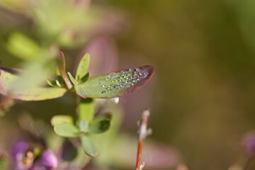 Water drops on green leaves, close-up of morning dew on a leaf, morning dew in the sunshine, small dew drops glittering in the sun
