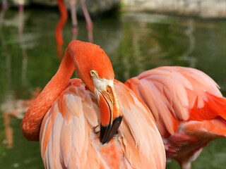 pink flamingo preening its feathers in the pond, Phoenicopterus ruber bird with vivid pink plumage
