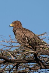 Golden eagle on top of an acacia tree at Samburu national park in Kenya
