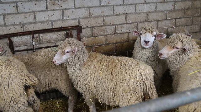 A group of sheep is standing in a barn and eating hay. Agriculture, sheep breeding. The animals stand exactly in a row and have lunch.