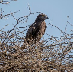 Brown snake eagle on top of an acacia tree at Samburu national park in Kenya
