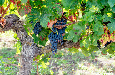 Bunches of grapes in a vineyard ripe for harvest.