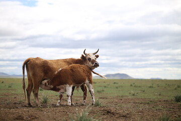 Kuh stillt ihr Kalb in der mongolischen Steppe