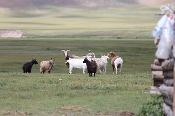 Ziegen und Schafe auf der mongolischen Steppe