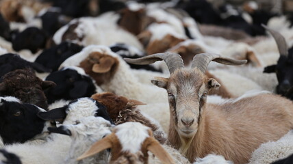 Ziege in einer Herde auf der Steppe der Mongolei