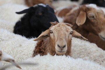 Ein Schaf schaut neugierig direkt in die Kamera – Nahaufnahme des Kopfes mit wolligem Fell und ruhigem Ausdruck.