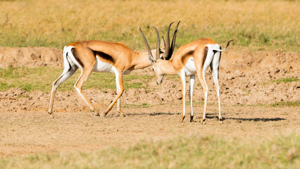 Two Male Gazdelles Fighting in the African savannah at Olpejeta Conservancy Kenya 
